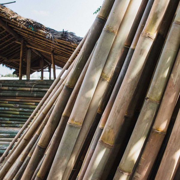 Bambus in Indonesien
