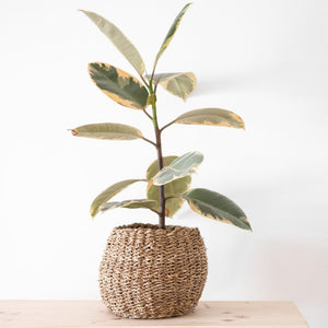 Pflanzenkorb Bana aus Seegras