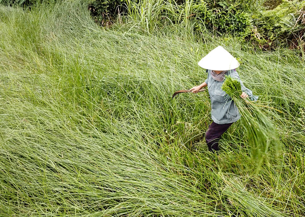 Ernte von Seegras durch einen Familienbetrieb in Vietnam