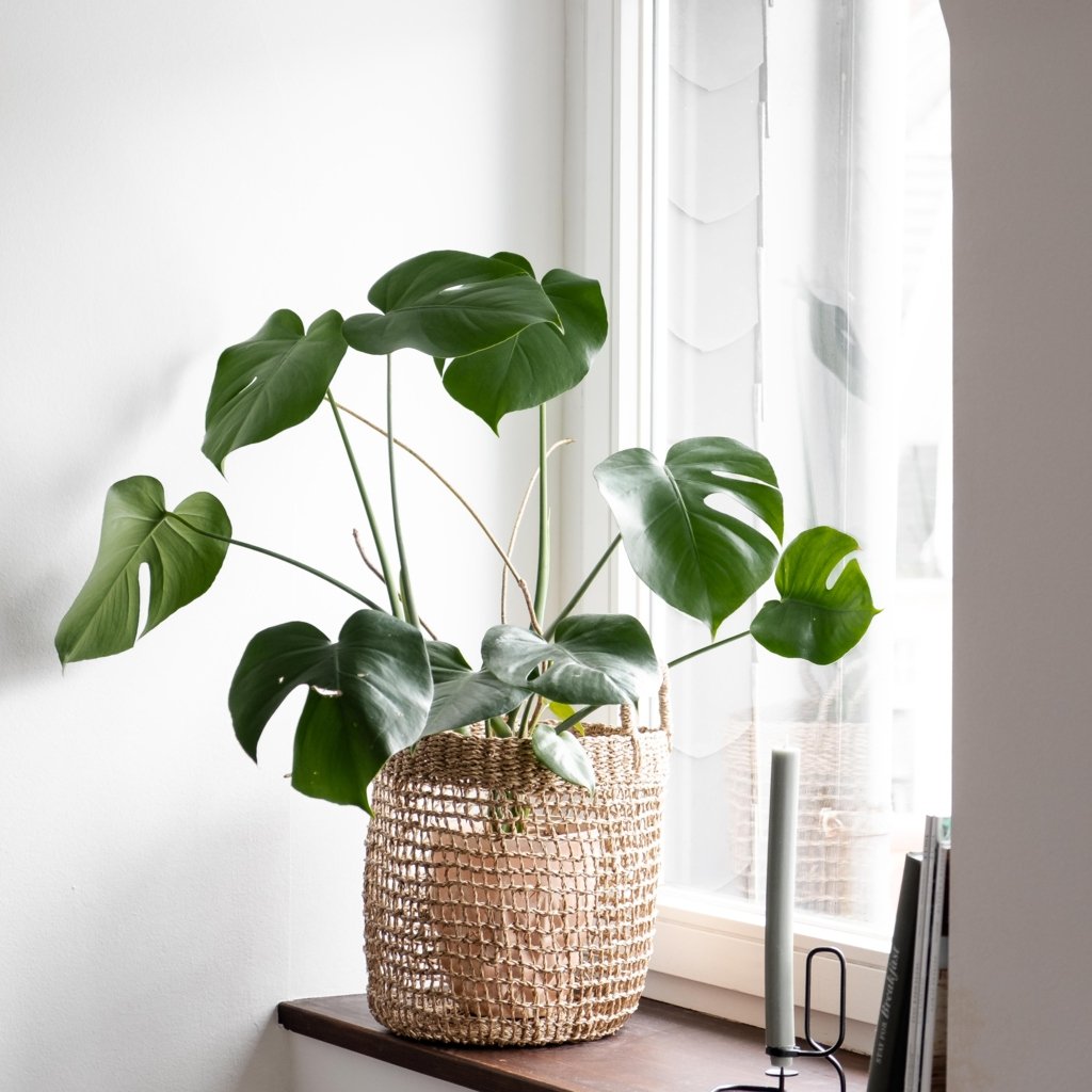 Runder Seegras Korb Mera mit Henkeln im Wohnzimmer